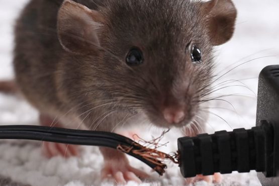 Como aplicar o manejo integrado de pragas para roedores
